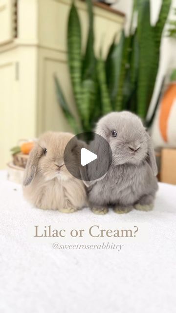 Sweet Rose Holland Lops on Instagram: "Which color do you prefer? Adorable 6 week old Holland Lops.  For information about our rabbitry please visit our website - link is on bio.  #hollandlop #hollandlops #hollandlopsofinstagram #hollandlopbunny #hollandloprabbitry #rabbits #rabbitsofinstagram #rabbitsofig #bunnylove #nycbunny #bunnylover #cutestpets #bunniesofinstagram #rochester #whiteplains #rabbits #rabbitsofinstagram #rabbitsofig #petlover #longislandcity #queens #newyork #longislandny #nyc #westchester #brooklyn #nj #queens #connecticut" Rabbit Paws, Lop Bunnies, Holland Lop Bunnies, Holland Lop, Bunny Lovers, Long Island Ny, Long Island City, Website Link, Rabbits