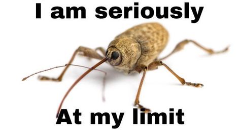 Bug Memes, Bug Boy, Cool Bugs, Creepy Crawlies, Arthropods, A Bug, Silly Images, Little Critter, Silly Animals