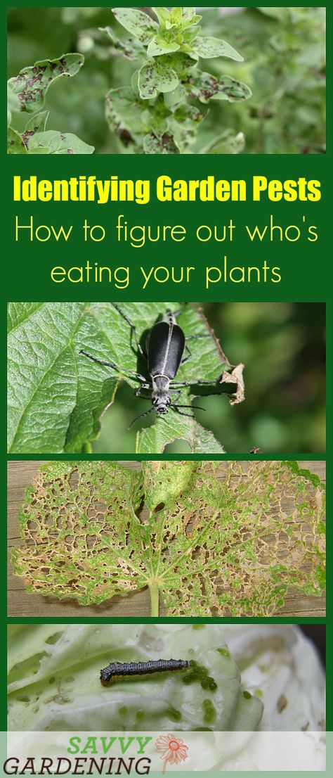 Identifying garden pests is easy with these tips on how to figure out who's eating your plants. Garden Pests Identification, Slugs In Garden, Organic Insecticide, Edible Gardening, Solar Water Fountain, Flowering Bushes, Organic Pesticide, Garden Bugs, Plant Pests