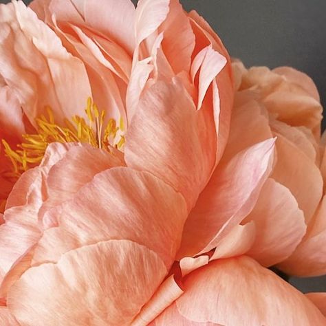 Persephone Flowers, Salmon Flowers, Peach Color Palettes, Peach Peonies, Spring Palette, Shades Of Peach, North Country, Peach Fuzz, Art Things