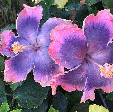 Pretty Hibiscus Flowers, Hibiscus Flower Aesthetic, Hibiscus Aesthetic, Hibiscus Seeds, Purple Hibiscus, Gardening Inspiration, Hibiscus Plant, Blue Hibiscus, Boquette Flowers