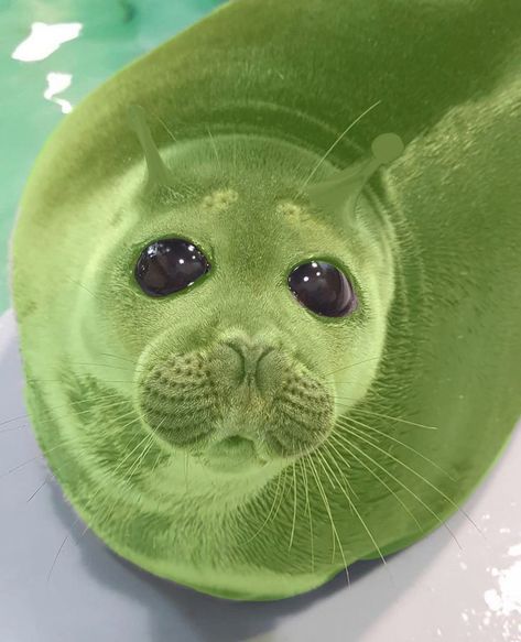 Alien Seal, Seal Aesthetic, Seals Cute, Silly Seal, Seal Wallpaper, Funny Seal, Alien Cute, Alien Dog, Alien Animals