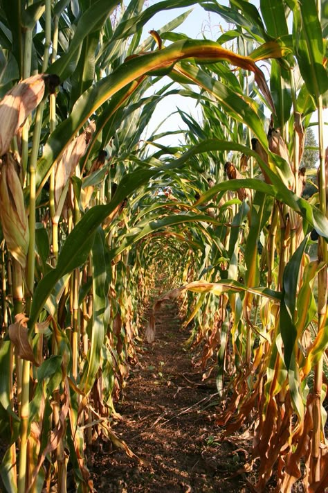 Corn Field Aesthetic, Agriculture Aesthetic, Agriculture Photos, Iowa Farms, Corn Fields, Farm Images, Corn Stalks, Corn Field, Rhineland Palatinate