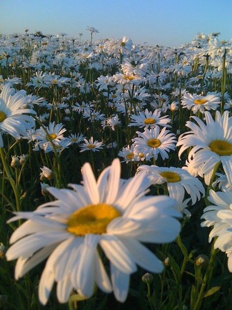 daisy fields forever White Daisies, Blue Sky, Blue, White