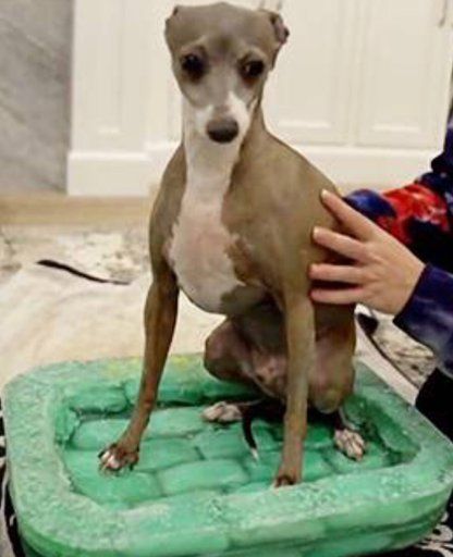 Jenna Marbles And Julien, Jenna Marbles Dogs, Marbled Cat, Jenna And Julien, Meme Reaction Pic Dog, Jenna Marbles, Kinds Of Dogs, Head Shapes, Italian Greyhound