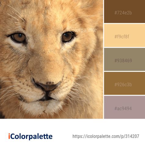 Color Palette Ideas from Wildlife Lion Whiskers Image Animal Colour Palette, Wildlife Color Palette, Lion Color Palette, Safari Colour Palette, Crouched Animals, Color Palette Theme, Color Palette Ideas, Color Schemes Colour Palettes, Palette Ideas