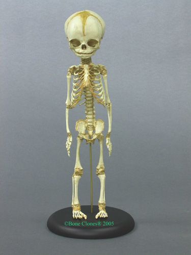 Analysis of the Atacama humanoid alien - Openminds.tv Fetal Skeleton, Anatomical Decor, Humanoid Alien, Tiny Skeleton, Skeleton Figure, Alevel Art, Skull Anatomy, Anatomy Bones, Animal Skeletons