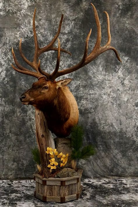 Floor pedestal elk - Hidden Valley Taxidermy Deer Mount Ideas, Turkey Mounts, Deer Hunting Decor, Deer Mounts, North American Wildlife, Hunting Decor, Trophy Rooms, Taxidermy Mounts, Hidden Valley