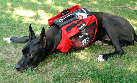 The first Great Dane service dog in Canada is a medial alert dog for Turrets syndrome his name is Sabbath. Great Dane Service Dog, Turrets Syndrome, Service Dogs Gear, Dog Sports, Dog Things, Assistance Dog, Service Dog, Dog Gear, Sporting Dogs