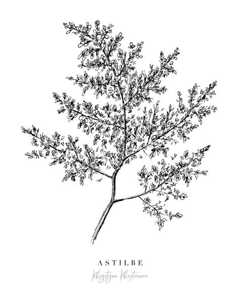 Astilbe Flower, Artist Ideas, Botanical Flowers Print, Floral Drawing, 5x7 Print, Print Black And White, Ink Illustrations, Drawing Prints, Botanical Flowers