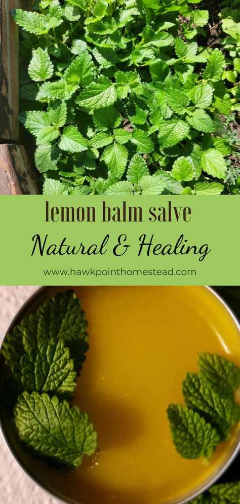 This lemon balm salve recipe is easy to make and has many healing benefits.  A salve is a healing ointment, and usually a combination of oil and beeswax. The oil and beeswax are nourishing for the skin, you can use a variety of oils, including coconut oil, sunflower oil, and more. The wonderful part is that you can infuse oil with different herbs to make salve with different properties.   This salve made with lemon balm can be used to soothe bug bites and irritated skin. Salve Recipes Diy, Essential Oil Salve Recipes, Lemon Balm Soap Recipe, Beeswax Salve Recipe, Lemon Balm Salve Recipe, Lemon Balm Salve, Lemon Balm Uses, Lemon Balm Recipes, Lemon Balm Oil