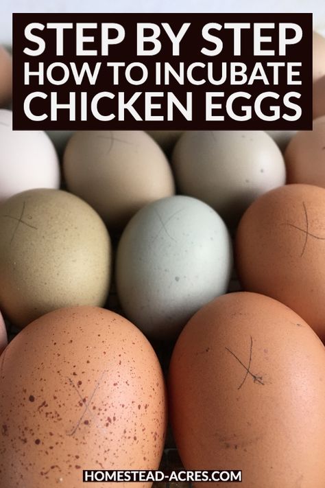 Incubating Chicken Eggs, Chicken Flock, Hatching Chickens, Hatch Baby, Raising Chicks, Hatching Chicks, Duck Eggs, Backyard Poultry, Free Range Chickens