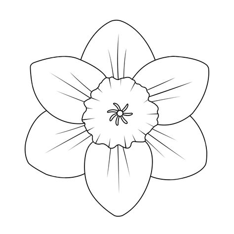 Dafodill Flowers Drawing, Daffodil Outline, Daffodils Drawing, Petals Drawing, Daffodil Drawing, Mind Map Design, Transparent Clipart, Drawing Png, Brand Symbols