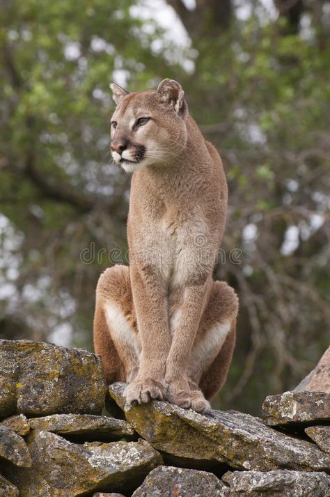 Puma Aesthetic, Pumas Animal, Puma Wallpaper, Puma Animal, Wallpaper Dog Aesthetic, Animals And Pet Supplies, Bob Cat, Dog Tattoo Ideas, Wallpaper Dog