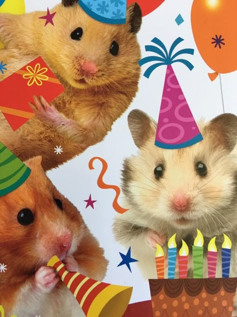 Birthday Memes Cute, Birthday Icons Aesthetic, Birthday Stickers Instagram, Hbd Aesthetic, Funny Bday Cards, Hbd Happy Birthday, Birthday Pfp, Hamster Birthday, Meme Birthday Card