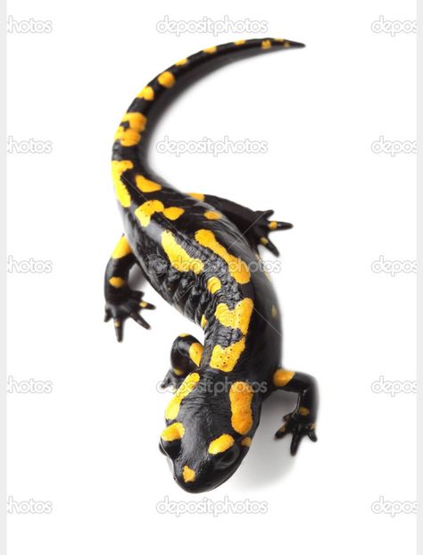 Fire salamander tattoo Fire Salamander, Gecko Tattoo, Zoo Coloring Pages, Tattoo Background, Salamanders, Fire Tattoo, 3d Tattoo, Back Tattoo Women, Sketch A Day