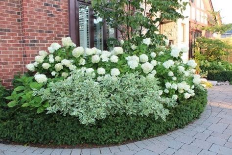 Boxwood Landscaping, Hydrangea Landscaping, Hydrangea Garden, Front Landscaping, Garden Shrubs, Moon Garden, Have Inspiration, Front Yard Garden, White Gardens