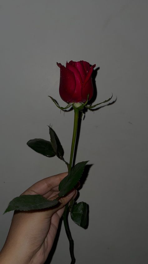 Snapchat, rose, red, dark aesthetic Red Roses Snapchat, Rose Day Snapchat Stories, Single Rose Aesthetic, Rose Snapchat Stories, Red Rose Pic, Dark Red Roses Aesthetic, Rose Snapchat, Red Dark Aesthetic, Rad Rose