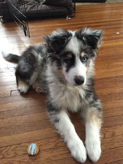 Blue Australian Shepherd, Australian Shepherd Aesthetic, Blue Merle Australian Shepherd Puppy, Blue Merle Australian Shepherd, Merle Australian Shepherd, Australian Shepherd Blue Merle, Cute Dog Photos, Dream Dog, Very Cute Dogs