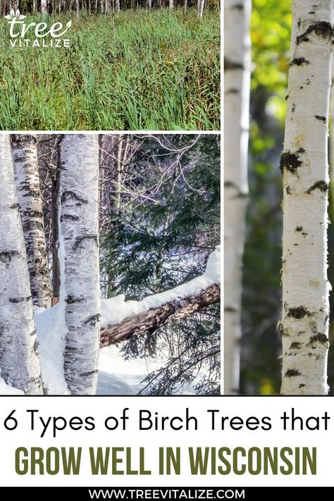 6 Types of Birch Trees that Grow Well in Wisconsin Types Of Birch Trees, Birch Trees, Birch Tree, The Locals, Wisconsin, Trees, Yard, Plants, Flowers