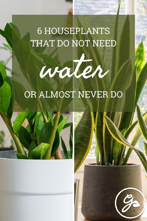 Are there really plants that don’t need water? These 6 houseplants prove it’s possible to grow lush, leafy foliage with minimal watering. Lily Images, Heart Leaf Philodendron, Trendy Plants, Easy Care Plants, Plant Images, Tropical Tree, House Plant Care, Drought Tolerant Plants, Snake Plant