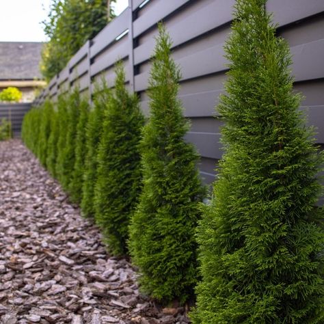 Emerald Petite Arborvitae | Thuja occidentalis 'Thusid4' Emerald Petite Arborvitae, Evergreen Color, Emerald Green Arborvitae, Thuja Occidentalis, Hardiness Zones, Front Landscaping, Evergreen Shrubs, Fall Plants, Planting Bulbs