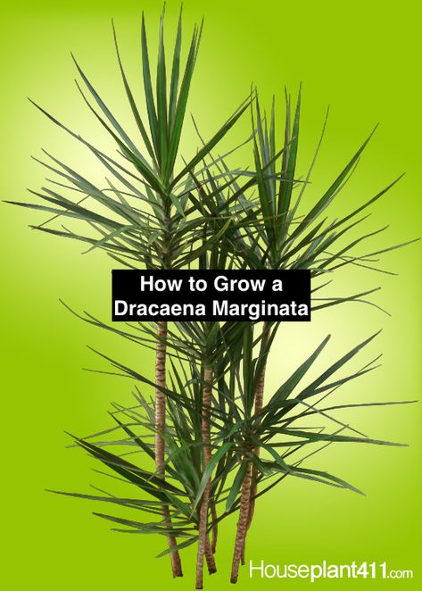 Not a palm but a Dracaena Marginata. Care guide on how to grow a marginata at https://www.houseplant411.com/houseplant/dracaena-marginata-how-to-grow-care-dragon-tree Dragon Palm Tree, Dragon Tree Plant Care, Dragon Palm, Dracena Plant, Dragon Tree Plant, Dracena Marginata, Marginata Plant, Dragon Plant, Jade Plant Care