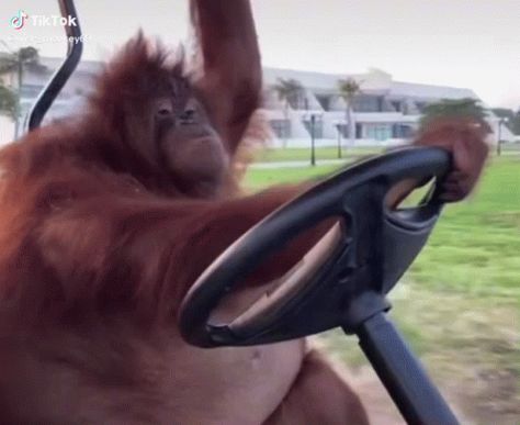 Spinning Monkey Gif, Monkey Gif, Monkey Memes, Fun Gif, Animated Emotes, Funky Monkey, Golf Car, Monkeys Funny, Cute Monkey