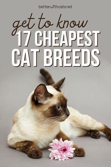 17 cheapest cat breeds: check out the most affordable cat breeds that will melt your heart; you’ll have trouble choosing which one to get! Kitten Breeds, Cat Breeder, Cat Breed, Cat Breeds, Cats And Kittens, Feline, Kittens