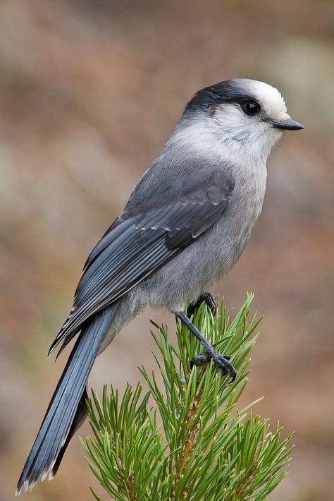 Perisoreus canadensis, Canada Jay, Gray Jay, Whisky Jack, is found in boreal forests of North America north to the tree line, and in the Rocky Mountains subalpine zone. Almost always seen in small family groups. Recognized for his curiosity and confident demeanor. Often seen near campgrounds and along roadsides where it hopes to be offered food. They hunt such prey as arthropods, small mammals including rodents and nestling birds and have even been recorded taking a magnolia warbler in flight. Canada Jay, Magnolia Warbler, Whisky Jack, Little Bird Tattoos, 2024 Tattoo, Gray Jay, Small Mammals, Bird Tattoos, Fun Images