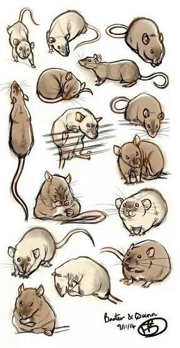 Photo Rat Art, Výtvarné Reference, Desen Anime, Cute Rats, Pet Rats, Animal Sketches, Cute Animal Drawings, Sketchbook Art Inspiration, Art Drawings Sketches