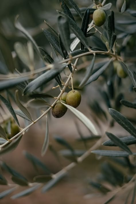 Athena Aesthetic, Ancient Greece Aesthetic, Mediterranean Aesthetic, Athena Goddess, Green Olives, Olive Fruit, Shadow Work, Olive Tree, Olive Branch