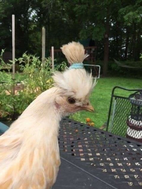 Pet Chicken, Animal Aesthetic, A Chicken, Funny Animal, Feathers, Chicken, Pet, Funny, Green