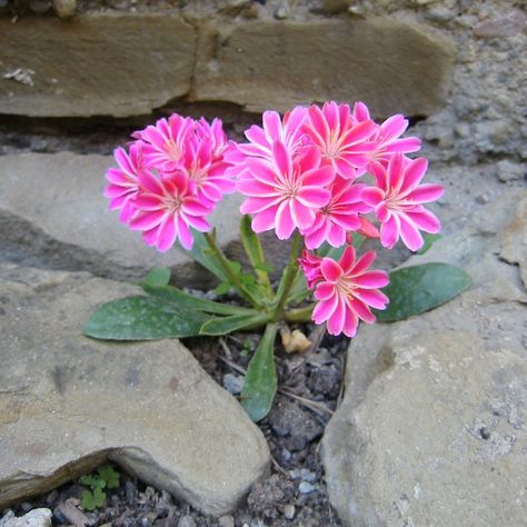 Lewisia Cotyledon, Gardening Indoors, Canary Birds, Native Gardens, Globe Amaranth, Diy Garden Fountains, Pink Garden, Common Names, Native Garden