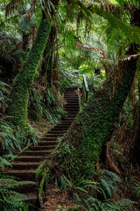 13 Trails and Waterfalls in the Otways, Victoria Waterfall House, Cumberland Falls, Apollo Bay, Temperate Rainforest, Small Waterfall, Trail Runners, Landscape Background, Fun Run, Travel Bug