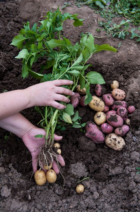 How to Chit Seed Potatoes + Planting & Growing Tips Potatoes Planting, Garden Potatoes, How To Plant Potatoes, Potato Planting, Harvesting Potatoes, Plant Potatoes, Seed Potatoes, Potato Gardening, Potato Varieties