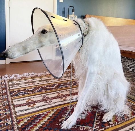 Let’s enjoy 18 adorable and heartwarming pictures of bulldogs from around the world. Borzoi Dog, Goofy Dog, Silly Dogs, Silly Animals, Very Funny Pictures, Silly Cats, Really Funny Pictures, Cute Little Animals, 귀여운 동물