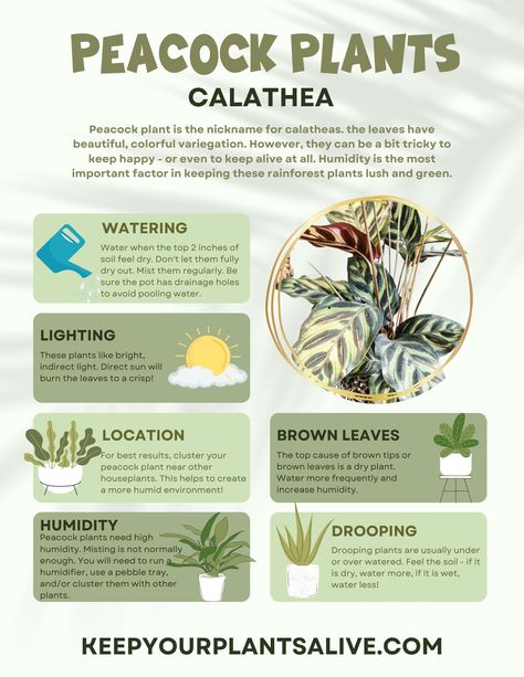 Peacock Plant Care, House Plant Care Guide, Peacock Calathea, Calathea Plant Care, Indoor Forest, Prayer Plant Care, Indoor Plant Care Guide, Monstera Peru, Peacock Plant