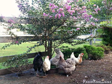 Plants For Chickens, Azalea Bush, Evergreen Bush, Bushes And Shrubs, Farm Photos, Backyard Beekeeping, Raise Chickens, Chicken Run, Beautiful Chickens