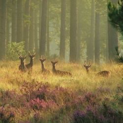 take me to the lakes where all the poets went to die i don't belong and my beloved neither do you those windermere peaks look... In The Middle, The Middle, Deer, Trees, Purple, Flowers