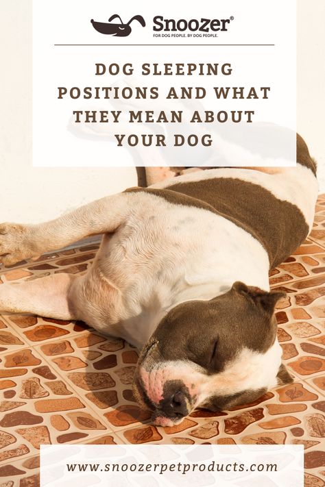 Dogs sleep 12 hours a day on average, plus or minus, and puppies and seniors sleep even more! You’ve probably seen your dog sleeping while twisted up into all kinds of positions. Did you know that the position your dog sleeps in can tell you something about your dog? Here are some common dog sleeping positions and what they mean. Dog Sleeping Positions Meaning, Sleep Curls, Dog Sleeping Positions, Dog Sleeping, Dogs Trust, Pet Advice, Orthopedic Dog Bed, Kinds Of Dogs, Dog People