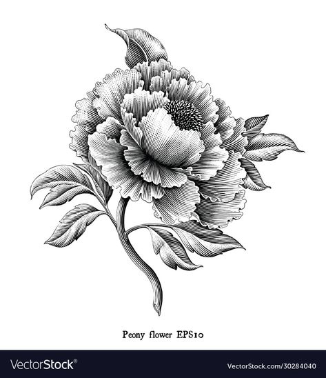 Peony Flower Drawing, Flower Drawing Vintage, Botanical Illustration Black And White, Painting Peonies, Illustration Botanique Vintage, Peony Illustration, Engraving Tattoo, Black Peony, Drawing Vintage