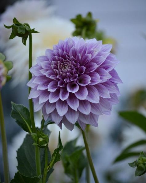 Purple Dahlia Bouquet, Dahlia Purple, Dahlia Bouquet, Purple Dahlia, Dahlia Flower, Dahlia, Flowers Bouquet, Flower Garden, Planting Flowers