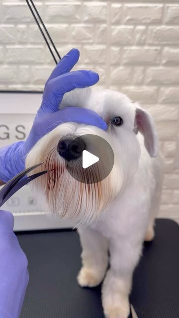 How To Groom A Schnauzer At Home, Mini Schnauzer Grooming Haircuts, Schnauzer Haircut Hairstyles, Schnauzer Haircuts, Miniature Schnauzer Haircut, Yorkie Hair, Miniature Schnauzer Grooming, Schnauzers Funny, Schnauzer Cut