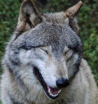 You Like Me I Know It.--  Wolfwatcher Photo Moon Moon Memes, Funny Wolf, Laughing Animals, Smiling Animals, Wolf Photography, Wolf Photos, Gray Wolf, Wolf Pictures, Wolf Dog