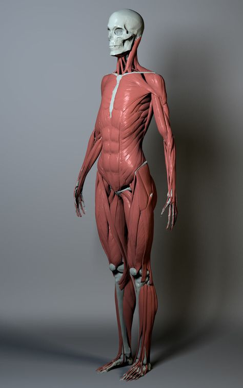 ArtStation - Female Anatomy Figure from 2011 Human Anatomy Female, Human Anatomy Reference, Anatomy Images, Life Drawing Reference, Man Anatomy, Anatomy Sculpture, Anatomy Tutorial, Human Anatomy Drawing, Muscle Anatomy