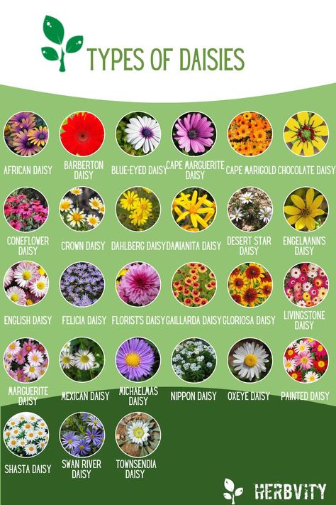 Different Types Of Daisy Flower, Different Plant Types, Types Of Daisy Flowers, Different Flowers Types, Planting Daisies, Chill Pictures, Modern Garden Landscape, Daisy Flower Aesthetic, Daisies Aesthetic