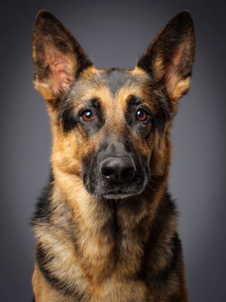 28,176 German Shepherd Stock Photos, Pictures & Royalty-Free Images - iStock Purebred German Shepherd, German Shepherd Photography, German Sheperd Dogs, Luxury Dog Collars, Coban, Handmade Dog Collars, Personalized Dog Collars, Wolf Dog, Dog Images