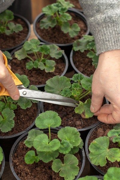 Growing Geraniums, Geranium Care, Plantarea Legumelor, Geraniums Garden, Tanaman Pot, Cushion Storage, Container Gardening Flowers, Front Yard Landscaping Simple, Garden Yard Ideas