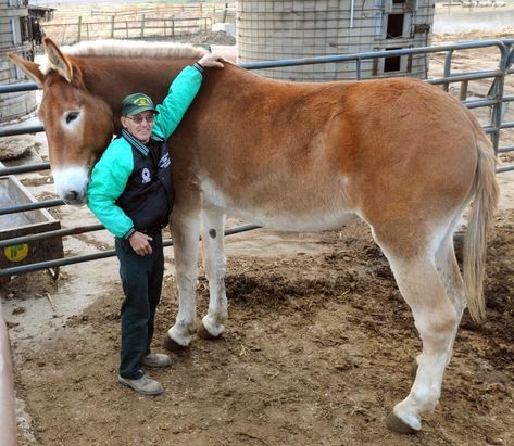 Mammoth Donkey, Draft Mule, Cute Donkey, Draft Horse, Most Beautiful Animals, Horse Crazy, Draft Horses, Pretty Horses, Horse Pictures